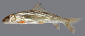 Image result for Moxostoma hubbsi