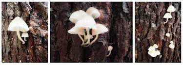 Attēlu rezultāti vaicājumam “Diderma ochraceum young”