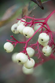 Attēlu rezultāti vaicājumam “Cornus sericea fruit”