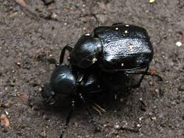 Attēlu rezultāti vaicājumam “Gnorimus variabilis”