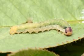 Attēlu rezultāti vaicājumam “Allantus cinctus”