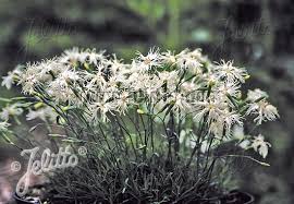Attēlu rezultāti vaicājumam “Dianthus arenarius bud”