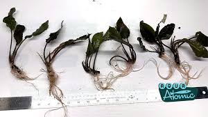 Risultati immagini per bucephalandra pinoh red stem