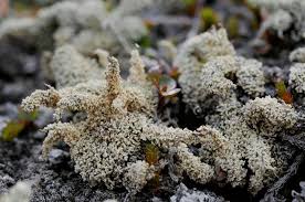 Attēlu rezultāti vaicājumam “Cladonia squamosa”