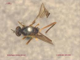 Attēlu rezultāti vaicājumam “Xylophagidae”