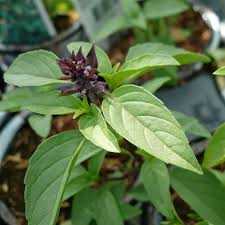 Image result for Ocimum basilicum