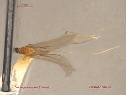 Attēlu rezultāti vaicājumam “Cecidomyiidae”