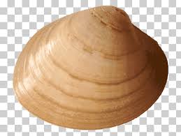 Attēlu rezultāti vaicājumam “Macoma baltica”