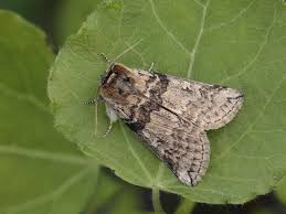 Attēlu rezultāti vaicājumam “Tethea or”