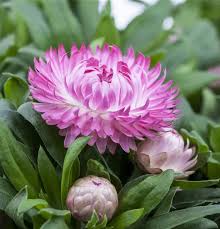 Image result for Strohblume