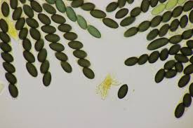 Attēlu rezultāti vaicājumam “Sordaria fimicola”