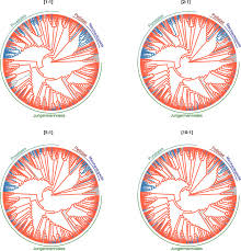 Attēlu rezultāti vaicājumam “Blasia pusilla sporophyte”