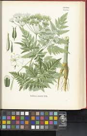 Attēlu rezultāti vaicājumam “Anthriscus sylvestris leaf”