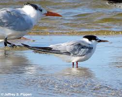 Attēlu rezultāti vaicājumam “Sterna hirundo”