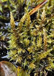 Attēlu rezultāti vaicājumam “Calliergon megalophyllum”