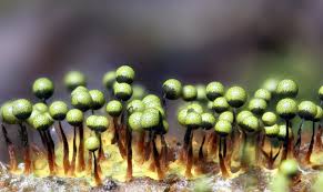 Attēlu rezultāti vaicājumam “Cribraria purpurea spores”