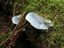 Attēlu rezultāti vaicājumam “Postia caesia”