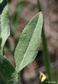 Attēlu rezultāti vaicājumam “Berteroa incana fruit”