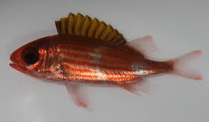 Image result for Holocentrus adscensionis