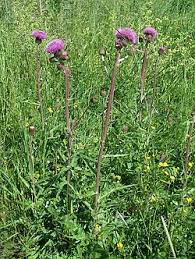 Attēlu rezultāti vaicājumam “Cirsium heterophyllum leaf”