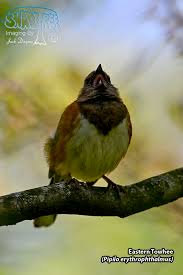 Image result for Pipilo erythrophthalmus