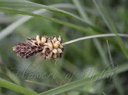 Attēlu rezultāti vaicājumam “Carex dioica male flower”