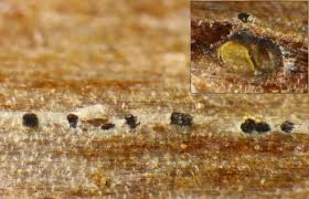 Attēlu rezultāti vaicājumam “Diachea subsessilis young”