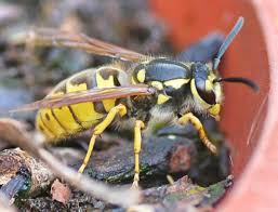 Attēlu rezultāti vaicājumam “Vespula germanica”