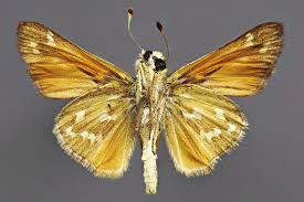 Attēlu rezultāti vaicājumam “Hesperia comma underside”