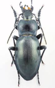 Attēlu rezultāti vaicājumam “Carabus glabratus”