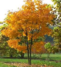 Attēlu rezultāti vaicājumam “Cladrastis kentukea”