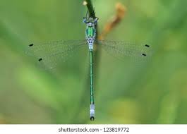 Attēlu rezultāti vaicājumam “Lestes dryas male”