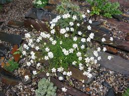 Attēlu rezultāti vaicājumam “Silene chlorantha”