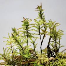 Attēlu rezultāti vaicājumam “Climacium dendroides sporophyte”