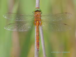 Attēlu rezultāti vaicājumam “Aeshna isoceles”