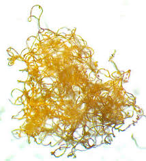 Attēlu rezultāti vaicājumam “Licea chelonoides sessile”