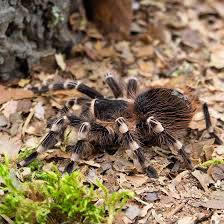 Znalezione obrazy dla zapytania geniculata