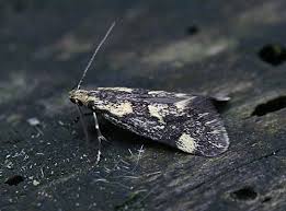 Attēlu rezultāti vaicājumam “Denisia similella”