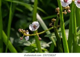 Attēlu rezultāti vaicājumam “Sagittaria sagittifolia flower”
