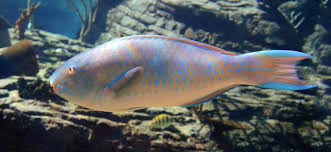 Image result for Scarus zelindae