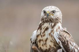 Attēlu rezultāti vaicājumam “Buteo lagopus”
