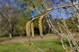 Attēlu rezultāti vaicājumam “Betula humilis fruit”