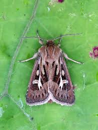 Attēlu rezultāti vaicājumam “Cerapteryx graminis”