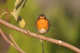 Attēlu rezultāti vaicājumam “Erithacus rubecula adult”