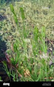 Attēlu rezultāti vaicājumam “Nitella flexilis”