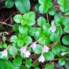 Attēlu rezultāti vaicājumam “Linnaea borealis flower”