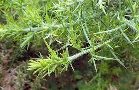 Attēlu rezultāti vaicājumam “Hordelymus europaeus leaf”