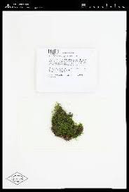 Attēlu rezultāti vaicājumam “Campylium chrysophyllum”