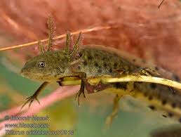 Attēlu rezultāti vaicājumam “Epirhoe tristata”