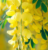 Attēlu rezultāti vaicājumam “Laburnum alpinum flower”